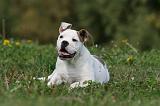BOULEDOGUE AMERICAIN 262